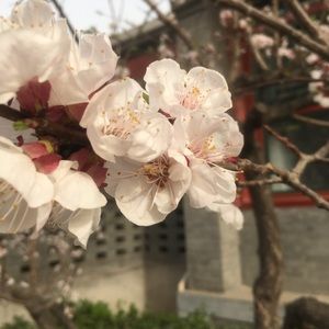 Meet your Posher, Maya